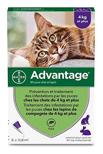 Meilleur anti-puce chat bayer